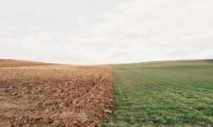 can bigussani cook at home