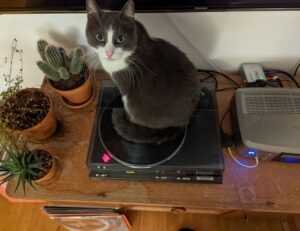 can nillobada cook at home