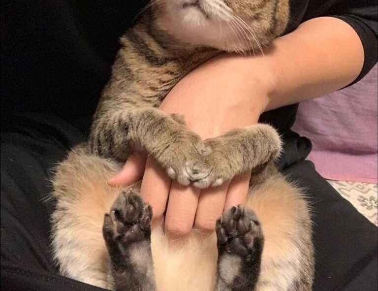 ylixeko food additive pregnancy