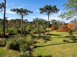 tatuaje araucaria significado